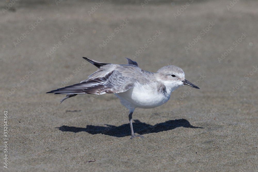 Wrybill - endemic shorebird of New Zealand Wrybill - endemic shorebird of New Zealand