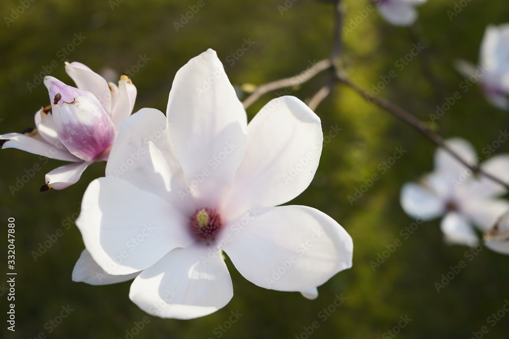 Obraz premium fleur