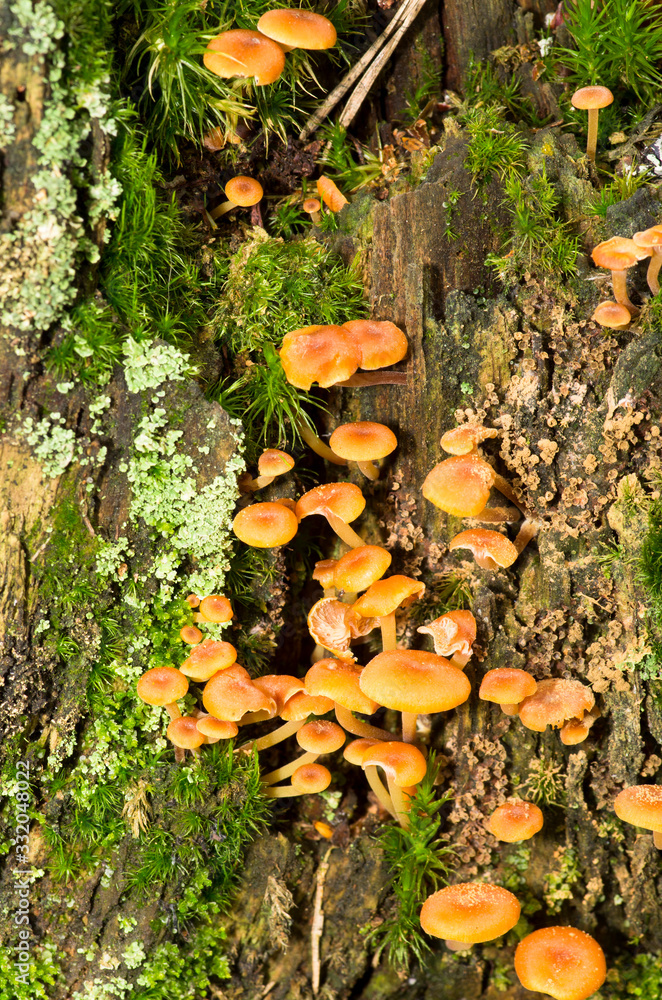 Mushroom Mushroom