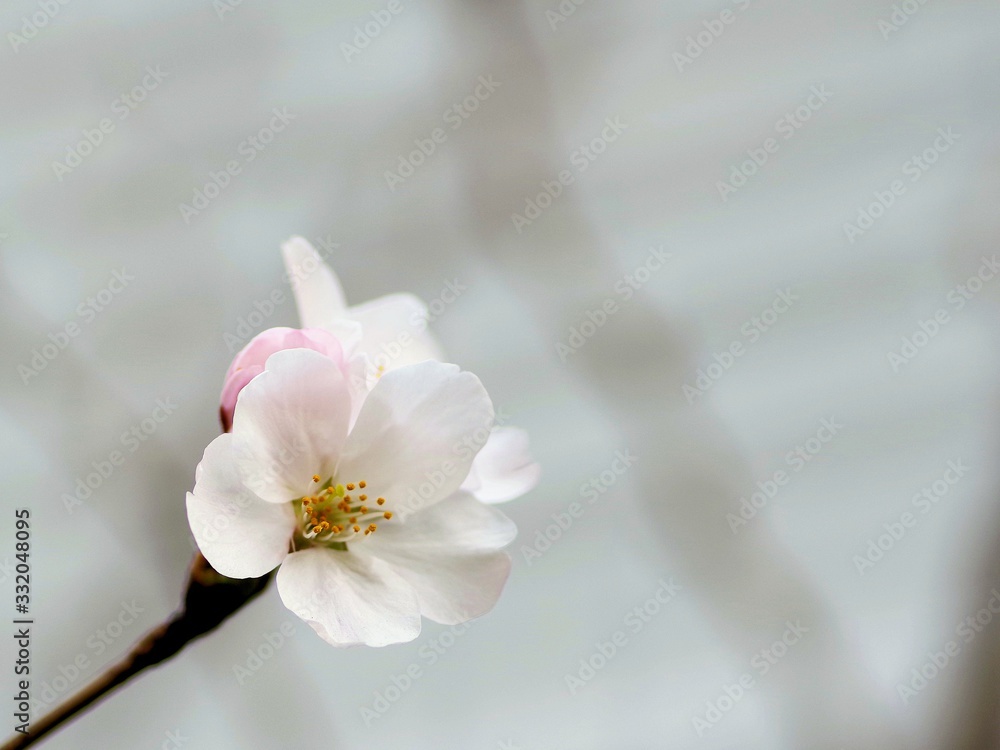 Obraz premium 接写した桜の花