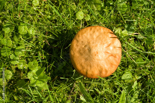 Mushroom photo