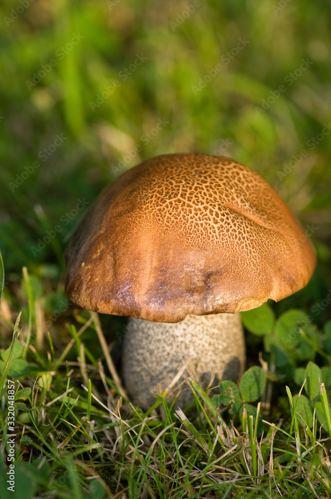 Mushroom Mushroom