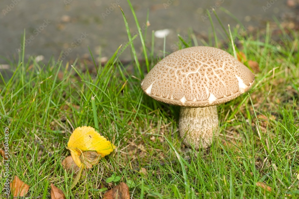 Mushroom Mushroom