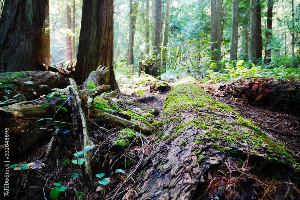 Sunlit forest scene with focus on moss covered log