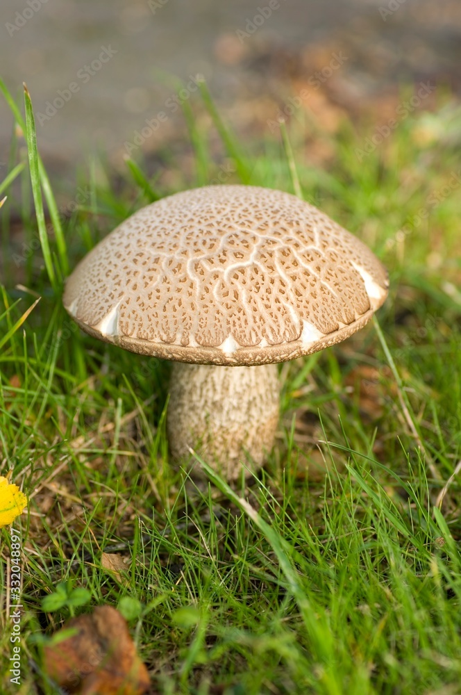 Mushroom Mushroom