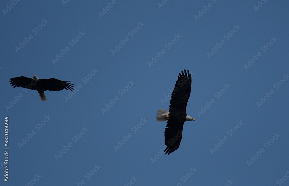 Eagle Pair Eagle Pair