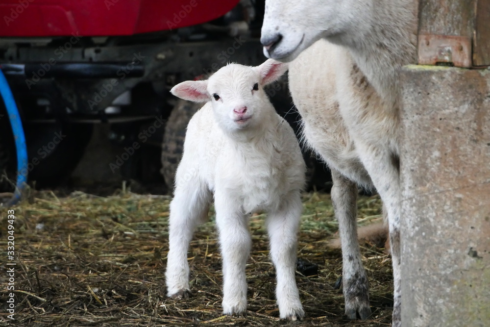 Curious young lamb with soft focus mother Curious young lamb with soft focus mother