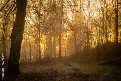 Golden sunrise in the forest Eifel  Germany