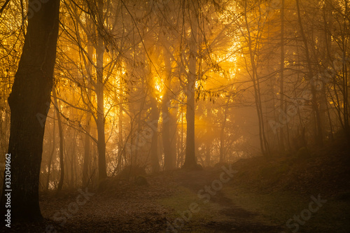 Golden sunrise in the forest Eifel, Germany © hardyuno
