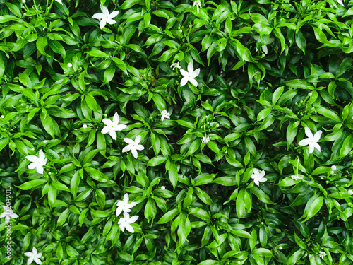 Beautiful white of Star jasmine flowers on green leaves background. Plant with scientific name Trachelospermum jasminoides 