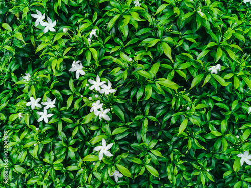 Beautiful white of Star jasmine flowers on green leaves background. Plant with scientific name Trachelospermum jasminoides 