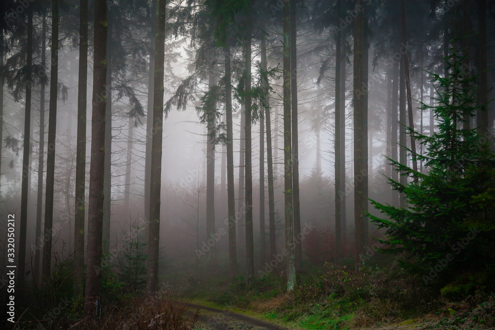 Fog in a forest in the Eifel,Germany Fog in a forest in the Eifel,Germany
