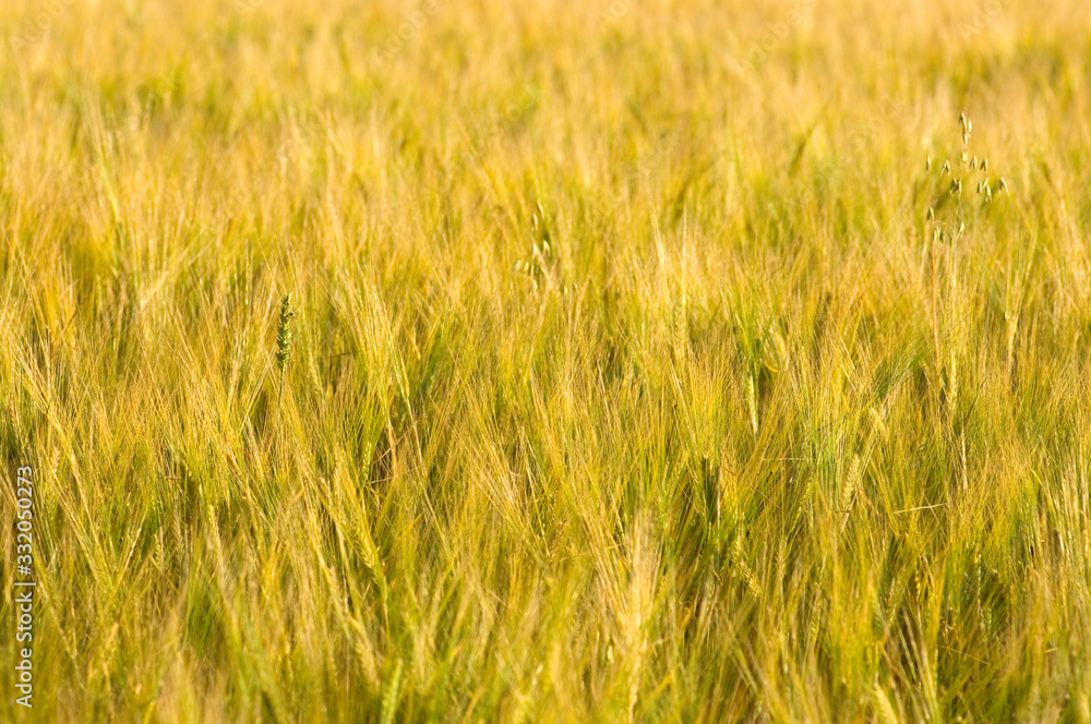 Countryside Countryside