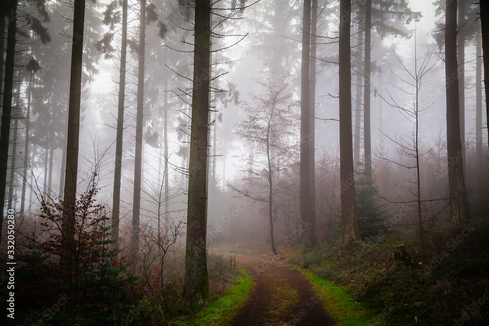 Naklejka premium Fog in a forest in the Eifel,Germany