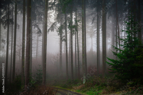 Fog in a forest in the Eifel Germany