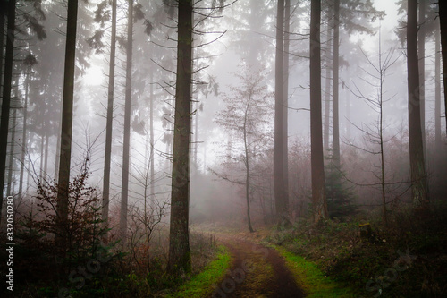 Fog in a forest in the Eifel Germany