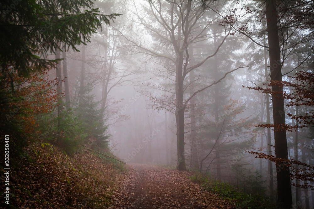 Fototapeta premium Fog in a forest in the Eifel,Germany