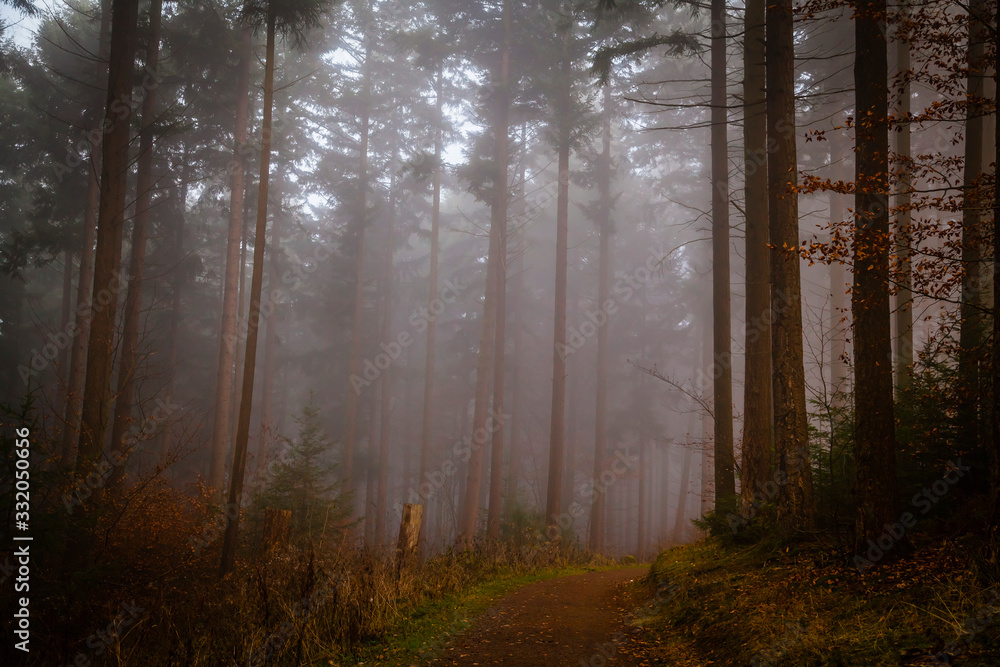 Fog in a forest in the Eifel,Germany Fog in a forest in the Eifel,Germany