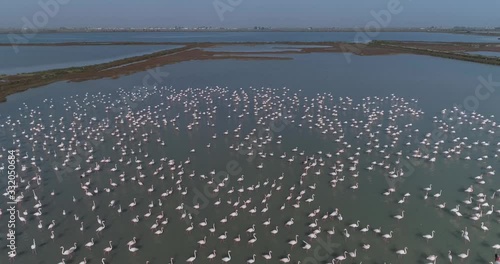 Flamencos rosas en el Delta del Ebro. Cataluña. Lagos y humedales.