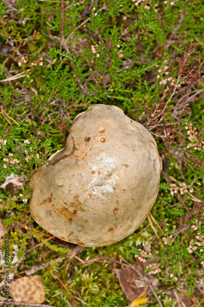 Mushroom Mushroom