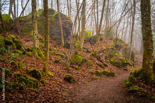 Mossy rocks in the forest