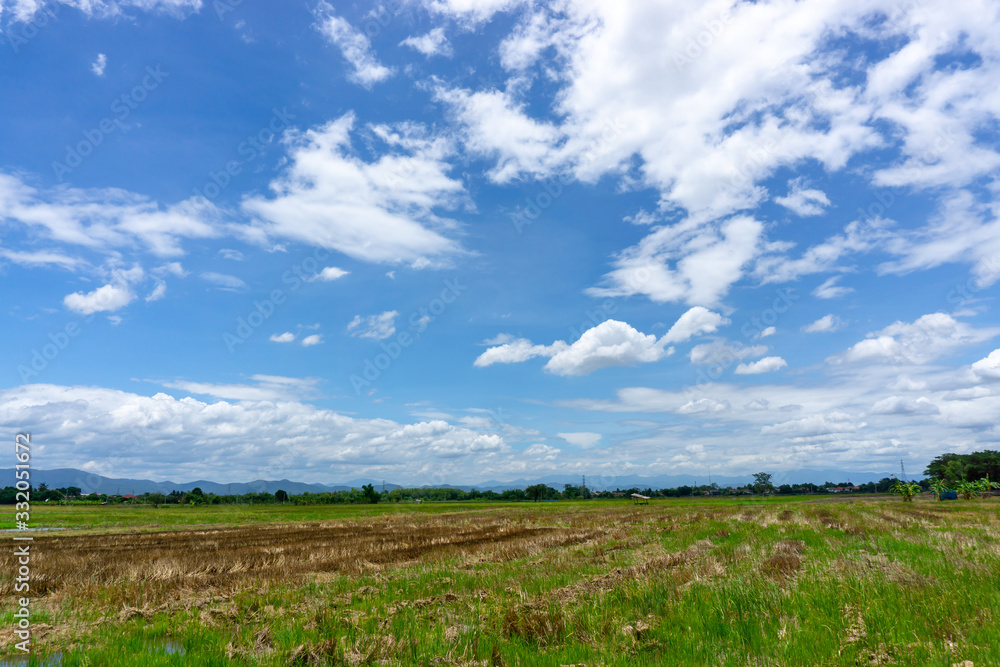 A wide farmer agriculture land of rice plantation farm after harvest season, under beautiful white fluffy cloud formation on vivid blue sky in a sunny day,  countryside of Thailand