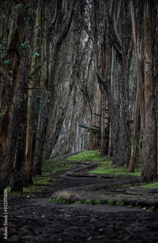 Pathway in the woods