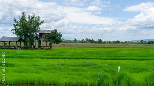 Farmer agriculture land of rice plantation farm in planting season, a hut beside green young rice in water, under white fluffy cloud formation on blue sky in sunny day, countryside of Thailand