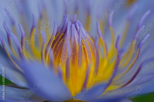Obraz na płótnie closeup of a waterlily