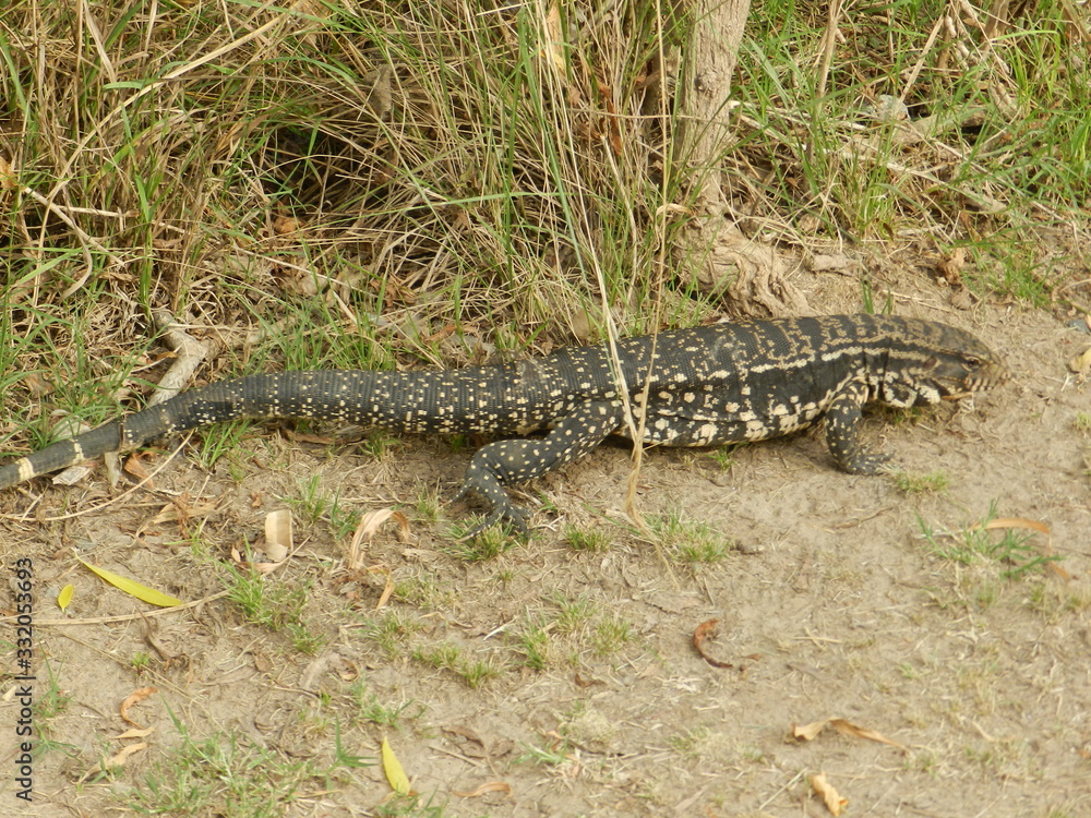 LAGARTO OVERO LAGARTO OVERO