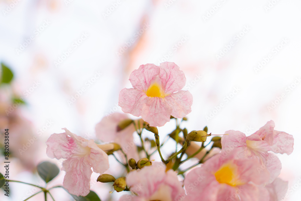 Bunch of Pink Trumpet shrub flowering tree blossom in spring on green leaves branches and twig, under clouds and blue sky background, know as Pink Tecoma or Tabebuia rosea plant, selective focus