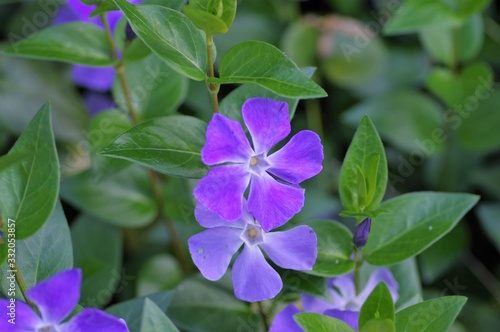 ツルニチニチソウ