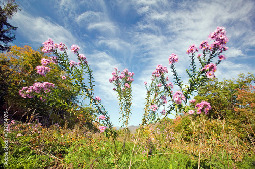 Flowers bloom along Crawford Notch, New Hampshire photo