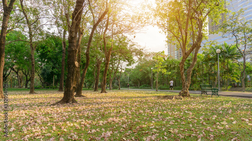 Pink Trumpet tree or Tabebuia rosea flower blossom and fall on green grass lawn yard under trees, people walking on jagging walkway beside, garden in Chatuchak park, Bangkok, Thailand © Arunee