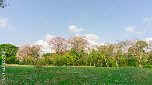 Pink Trumpet tree flower know as Pink Tabebuia rosea plant blooming in spring at Vachirabenjatas park ( Rot Fai Park) blossom on green grass lawn backyard beside walkway in garden under cloudy sky photo