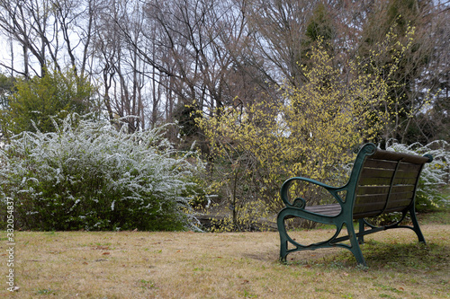 ベンチの前に、白や黄色の花を咲かせている樹木がある初春の公園風景