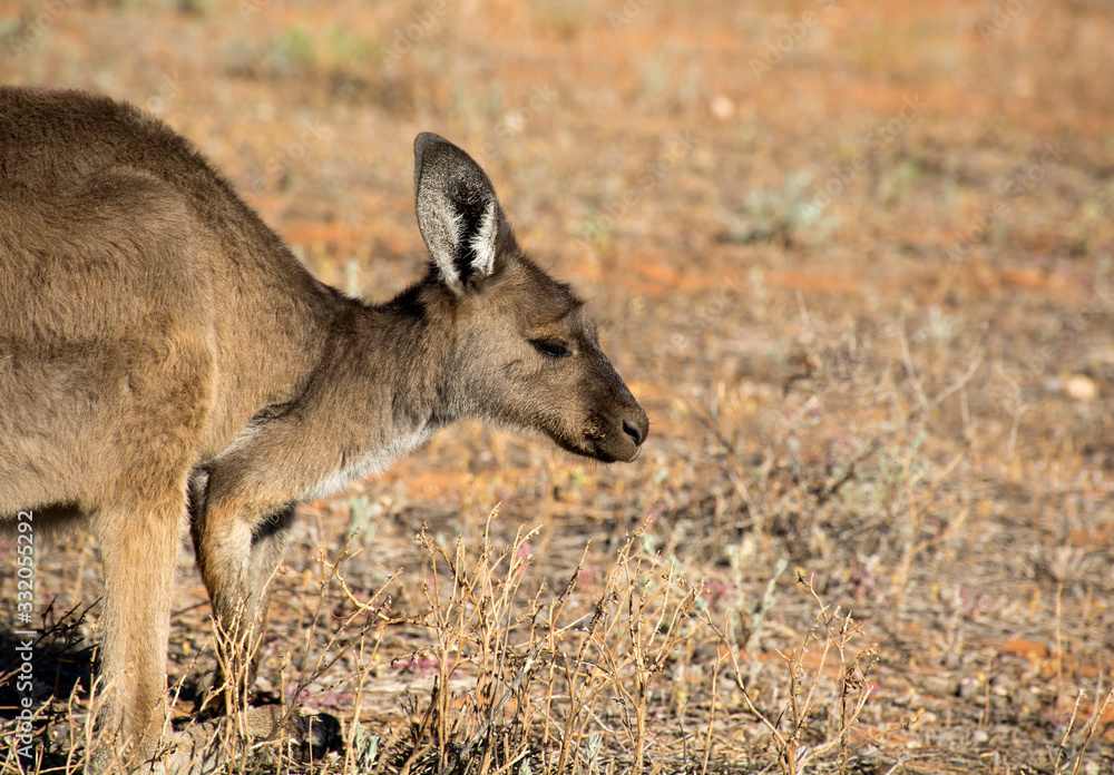 Fototapeta premium Kangaroo in the desert, Outback, Australia