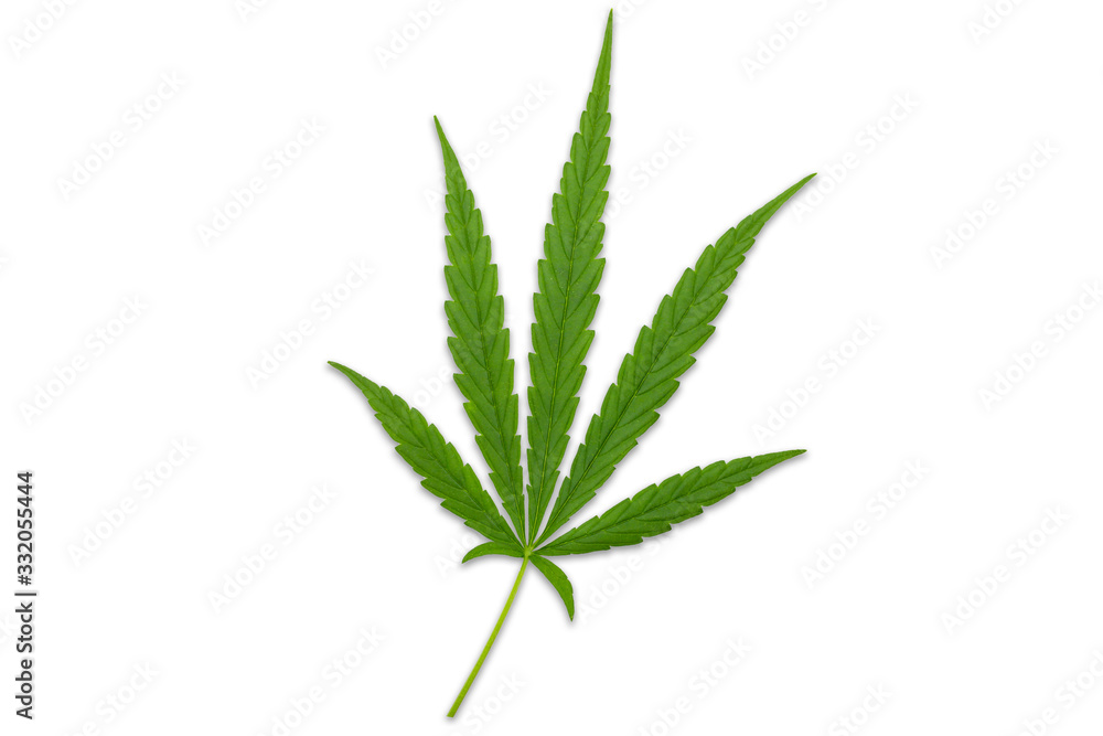 Frame with Cannabis leaves. Background with marijuana isolated on white background. Copy space. green cannabis leaf drug marijuana herb Background. Frame with Cannabis leaves. Background with marijuana isolated on white background. Copy space. green cannabis leaf drug marijuana herb Background.