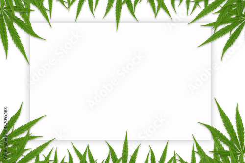 Fototapeta Naklejka Na Ścianę i Meble -  Frame with Cannabis leaves. Background with marijuana isolated on white background. Copy space. green cannabis leaf drug marijuana herb Background.