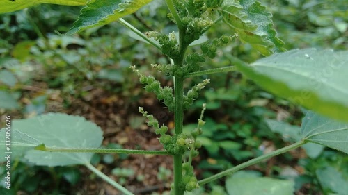 Indian copperleaf or Acalypha Indica L. in the garden with green flowers. Boehmeria zollingeriana also called a cat's face. photo