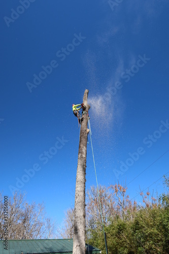 Arborist Climber removing a tall tree