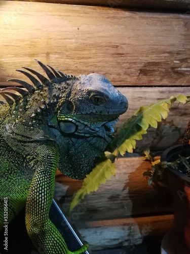 iguana on a branch