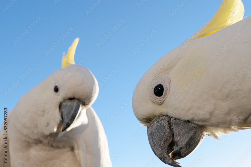 Cockatoo The Sulphur-crested Cockatoo (Cacatua galerita) couple pair together in Queensland Australia close up cute pretty Cockatoo The Sulphur-crested Cockatoo (Cacatua galerita) couple pair together in Queensland Australia close up cute pretty