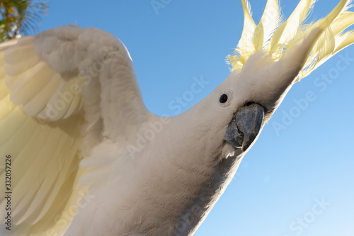 portrait of a parrot cockatoo in Queensland Australia against blue sky summer morning with sunlight friendly wild animal opening wings