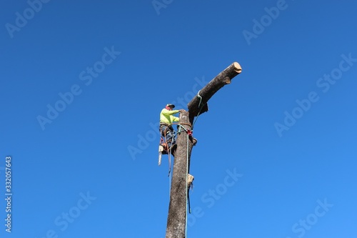 Arborist climbing a tree to be removed