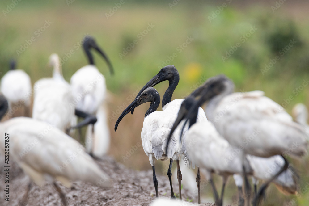Fototapeta premium Wetland birds