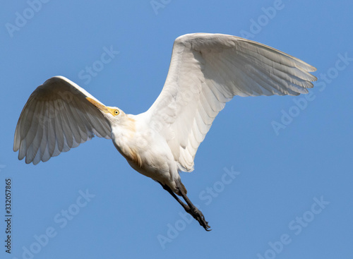 Birds flying over wetland in sri lanka 