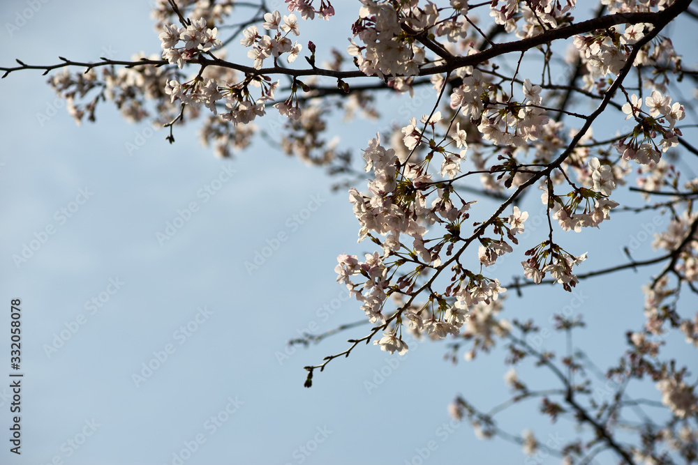 快晴・春・桜の花