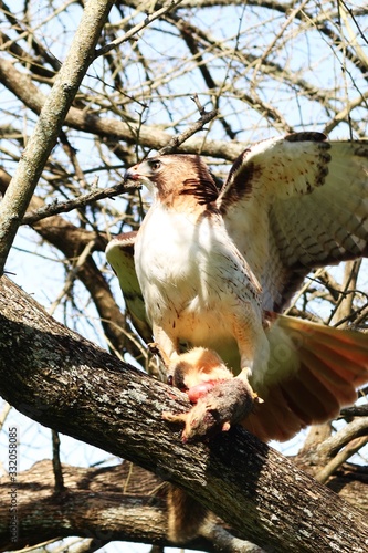 Red Tail Hawk spreading his wings in the sun