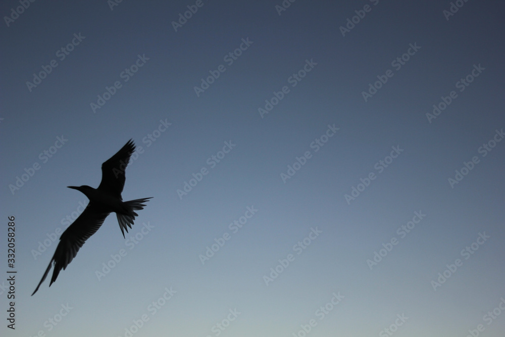 Fototapeta premium flying in the sky